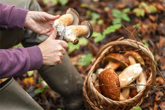 Aufgepasst: Es gibt sehr viele giftige Pilze, die den essbaren Exemplaren ähneln. Die Unterscheidung ist für unerfahrene Pilzsucher nicht immer einfach. Foto: AOK/Colourbox/hfr.