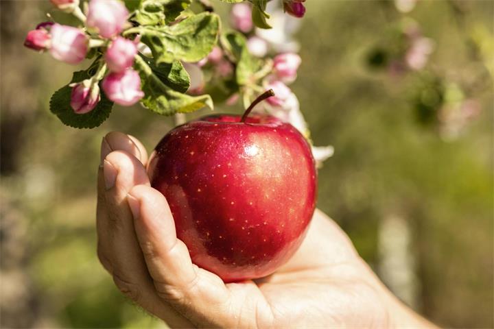 Bei der Obstbaumpflanzaktion werden 20 alte Hochstamm-Obstsorten gefördert. Foto: Magnific