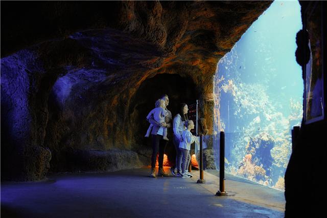 Besonders beeindruckend ist auch das riesige Korallenriff-Aquarium.