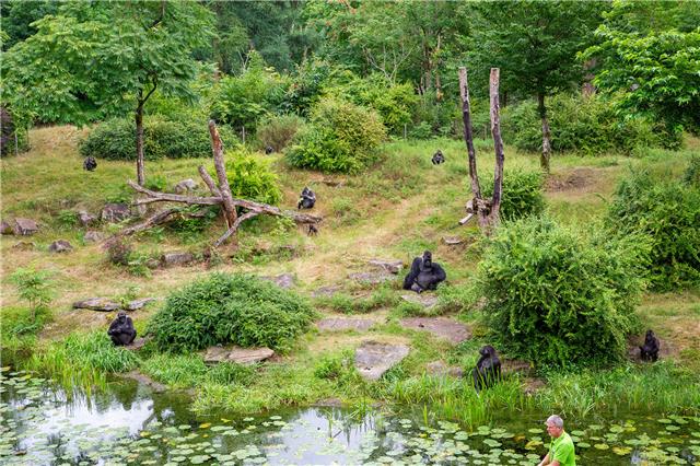 Apenheul vereint zwei Gorillagruppen