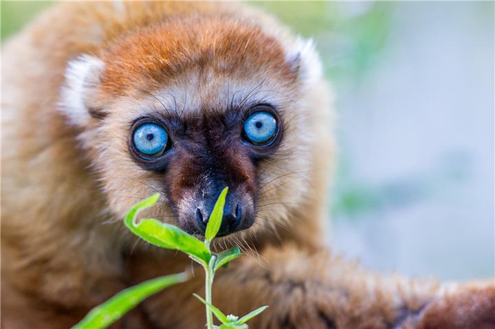 Apenheul kämpft für das Überleben der Blauaugenmakis  