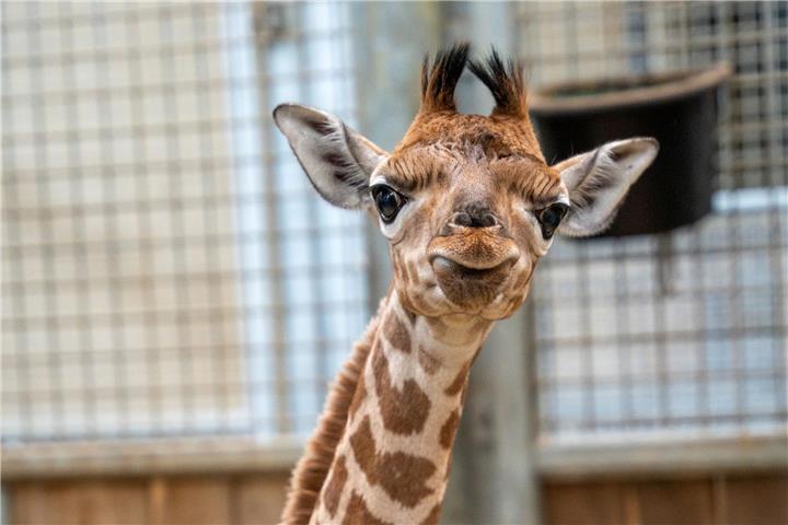 Giraffe bringt ersten Nachwuchs in Burgers‘ Zoo zur Welt 