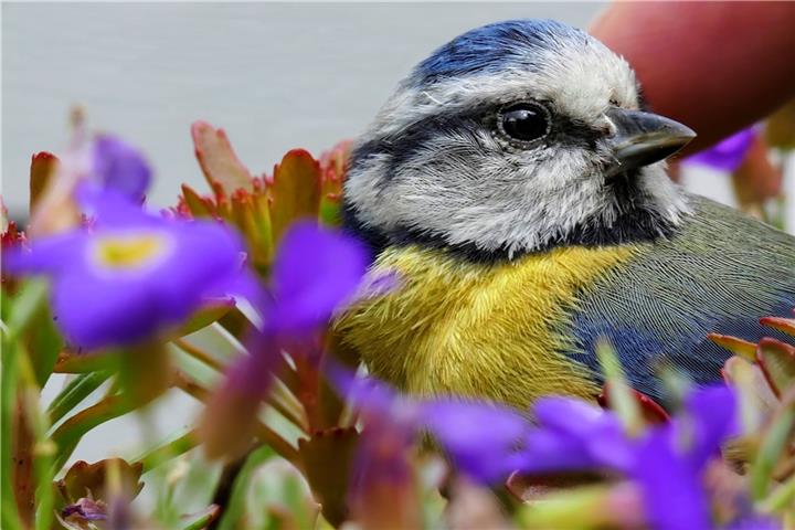 Amsel, Drossel, Fink und Star Blaumeisen sind zur Zeit durch ein Bakterium bedroht.