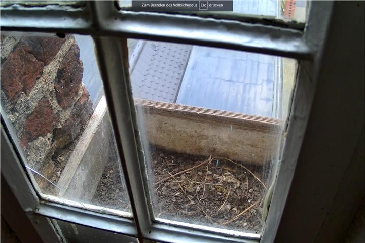 Dank der Webcam kann man das (noch leere) Nest im Blick behalten.