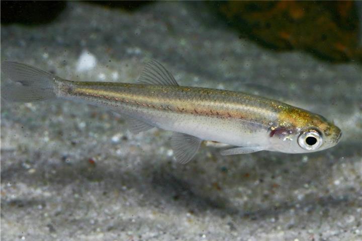 Das Moderlieschen fühlen sich im Teich wohl. Fotos: FLH