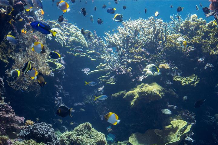 Das größte Korallenriff Europas.Foto: Mira Meijer