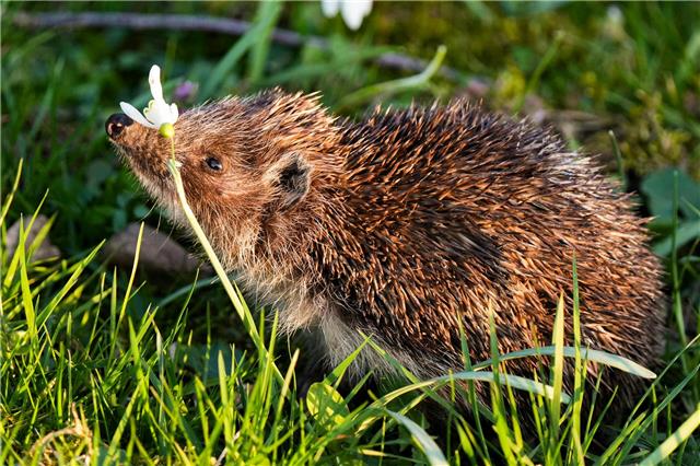 Der vermehrte Einsatz von Mährobotern wird für Igel immer häufiger zur Gefahr. Foto: pexels