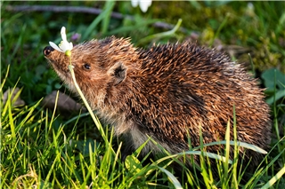 Der vermehrte Einsatz von Mährobotern wird für Igel immer häufiger zur Gefahr. Foto: pexels