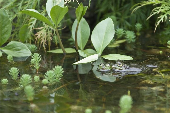 Die Anlage eines Teichs erfordert eine gründliche Planung.