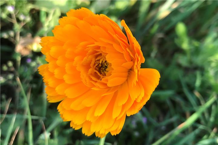 Die Borkener Innenstadt erhält weitere kleine grüne Inseln.