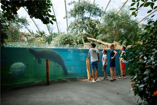 Die Mangrove im Burgers‘ Zoo – die größte überdachte Mangrove der Welt – ist den Mangrovenwäldern des zentralamerikanischen Landes Belize nachempfunden. Fotos: Burgers‘ Zoo