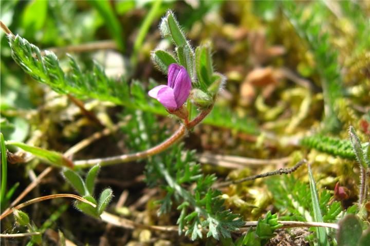 Die Platterbsen-Wicke benötigt als Standort offene Magerrasen. Foto: Tobias Leikauf/DBU Naturerbe