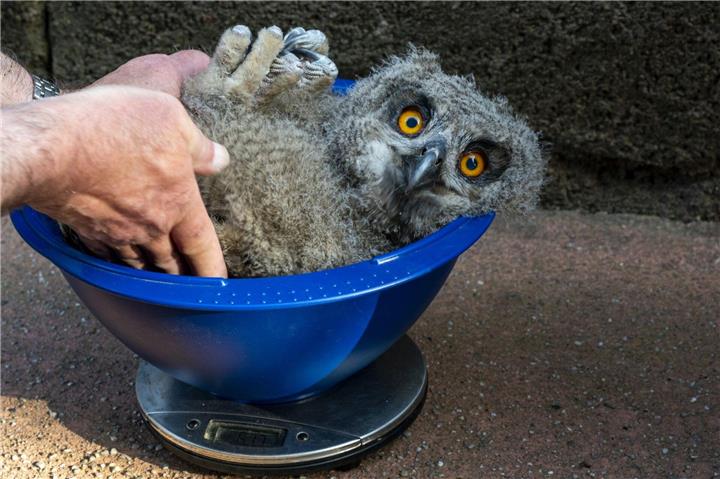 Die kleinen Uhus werden gewogen. © Königlicher Burgers‘ Zoo, Mira Meijer