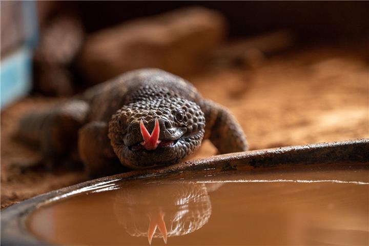 Die mexikanischen Krustenechsen sind bereits eingezogen. Fotos: Burgers‘ Zoo