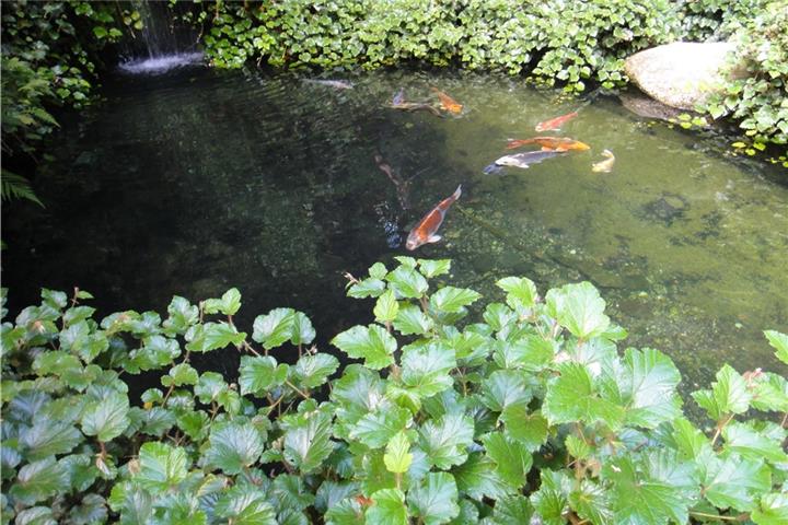 Ein Gartenteich für Biotopfische sollte eine Größe von 15 bis 25 Kubikmetern haben.