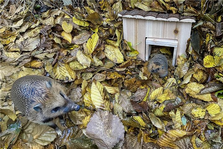 Ein Traum für die stacheligen Kleintiere: eine Igelhütte im laubbedeckten Garten. Foto: Colourbox.de