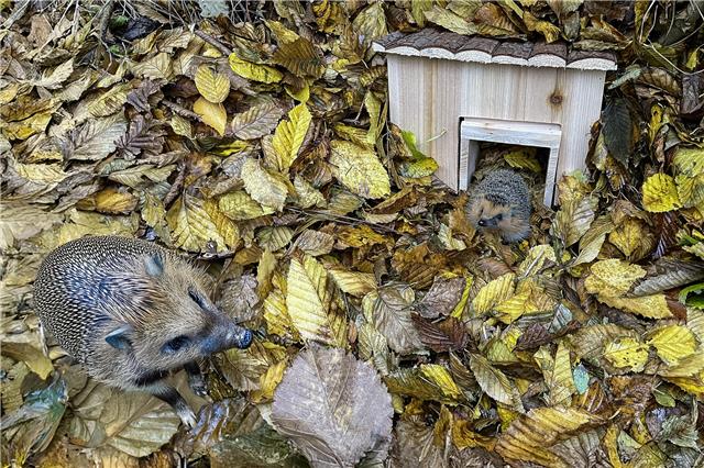Ein Traum für die stacheligen Kleintiere: eine Igelhütte im laubbedeckten Garten. Foto: Colourbox.de