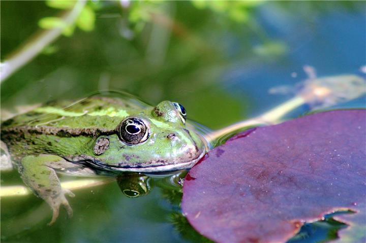 Ein naturnaher Gartenteich schafft einen wertvollen Lebensraum für heimische Amphibien, Insekten, Vögel und Pflanzen. Foto: wirestock/Freepik.de