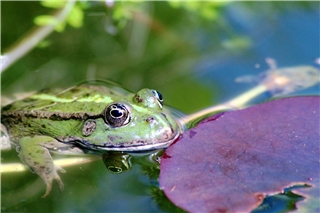 Ein naturnaher Gartenteich schafft einen wertvollen Lebensraum für heimische Amphibien, Insekten, Vögel und Pflanzen. Foto: wirestock/Freepik.de