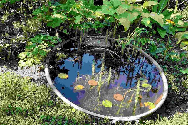 Eine Möglichkeit, die heimische Tierwelt zu unterstützen, ist das Anbieten von Wasserstellen im Garten oder auf dem Balkon.