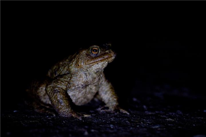 Erdkröte auf der nächtlichen Wanderung. Foto: LWL/Kriegs