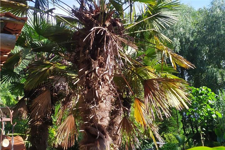 Exotische Gewächse gedeihen prächtig.