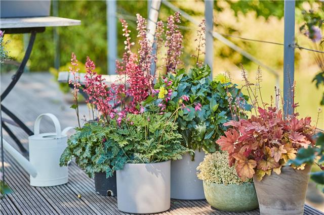 Farbtupfer an trüben Tagen: Attraktive Blattschmuckpflanzen wie Purpur- und Schaumglöckchen (Heuchera und Heucherella) glänzen im Herbst und Winter mit farbigem Laub und zarten Blüten.Foto: GMH/BVE