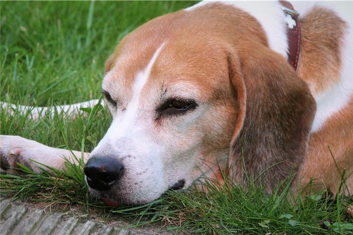 Fiete döst entspannt im Garten. Der Beagle hat mit Levin sein dauerhaftes Zuhause bei den Reißmanns gefunden. Fotos: mtg