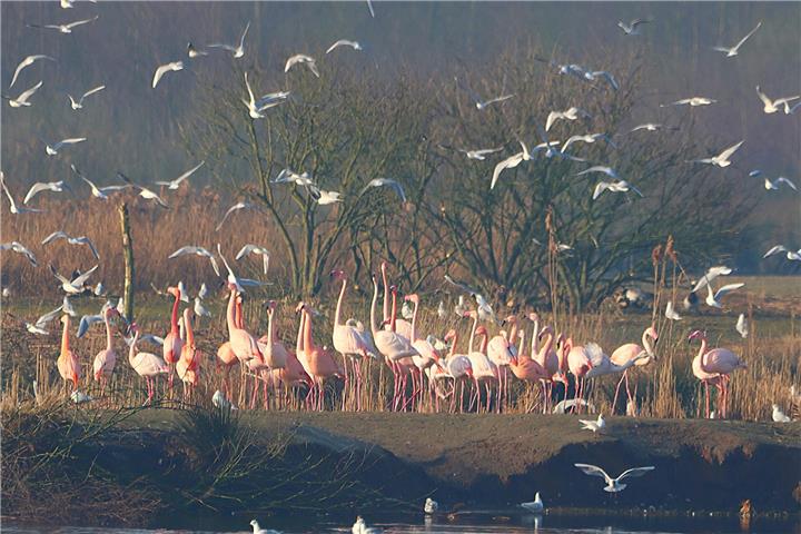 Flamingo-Kolonie in Zwillbrock.