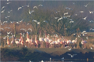 Flamingo-Kolonie in Zwillbrock.