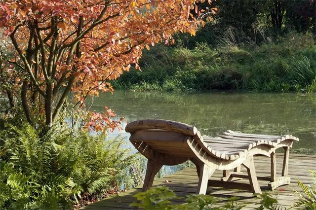 Flammende Töne zeigt die Felsenbirne im Herbst. Foto: BGL