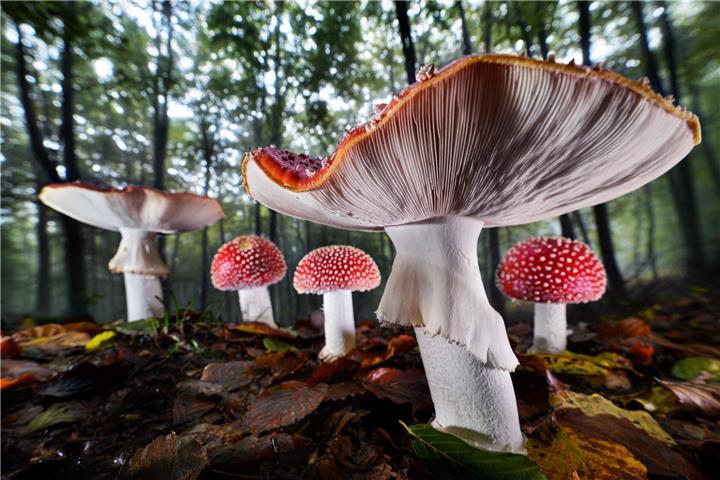 Foto von Agorastos Papatsanis, das Fliegenpilze in ihrer ganzen Schönheit zeigt.
