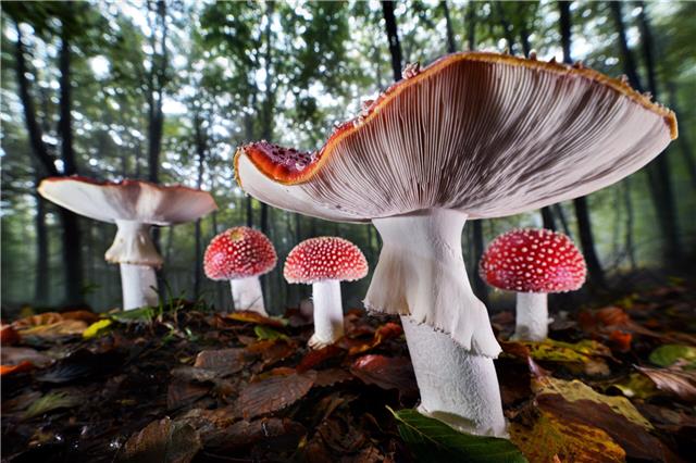 Foto von Agorastos Papatsanis, das Fliegenpilze in ihrer ganzen Schönheit zeigt.