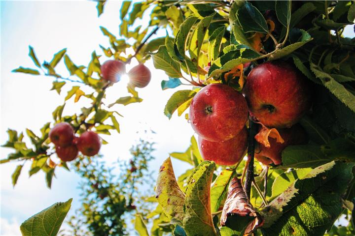 Fruchtmumien sollten aus den Ästen gepflückt werden. Foto: Pexels