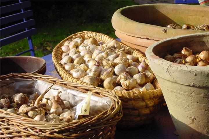 Frühblühende Blumenzwiebeln und Knollen brauchen Kälte für ihre Entwicklung. Foto. BGL