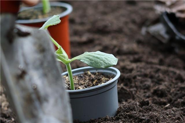 Gebrauchsfertige Erden mit Naturton sind universell einsetzbar. Foto: GMH/frux
