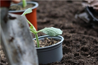 Gebrauchsfertige Erden mit Naturton sind universell einsetzbar. Foto: GMH/frux