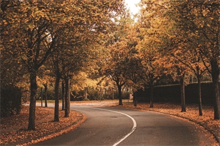 Geschwindigkeit und Fahrweise im Herbst anpassen.Foto: pexels.com/ak-o
