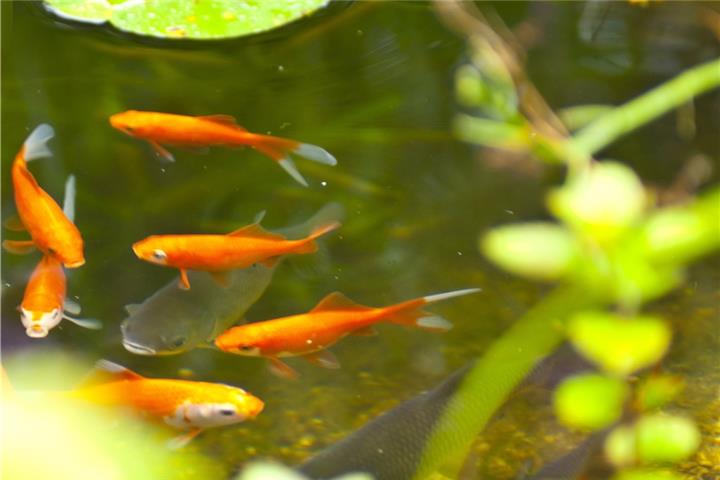 Goldfische und Kois lassen sich gut beobachten.