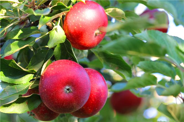 Heimische Apfelsorten: Das Pflanzen von Obstbäumen wird wieder gefördert. Foto: Colourbox.de
