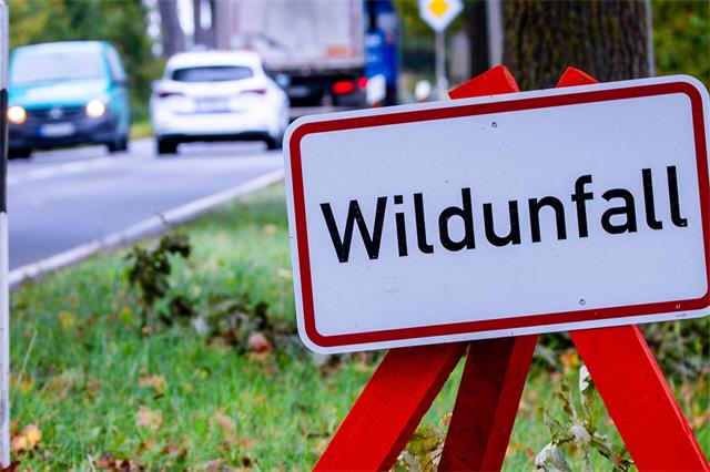 Herbstzeit ist Wildwechsel-Zeit. Der richtige Versicherungsschutz hilft, wenn ein Unfall passiert. Foto: picture alliance/dpa/Jens Büttner