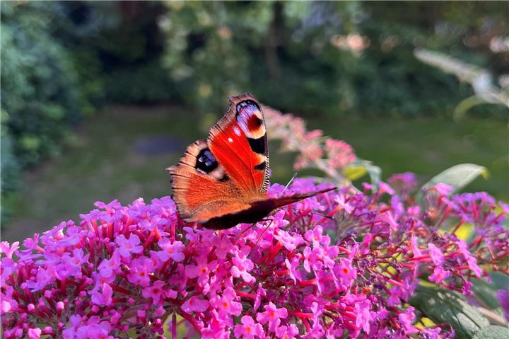 Jetzt für nächstes Jahr eine Schmetterlingsspirale anlegen.
