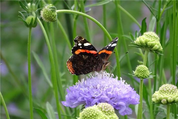 Mehr davon: Ob Knospe, Blüte oder Samenstand – Skabiosen können sich in jedem Stadium sehen lassen. Für Schmetterlinge sind die mit Nektar gefüllten Blüten besonders attraktiv. Foto: GMH/Bettina Banse