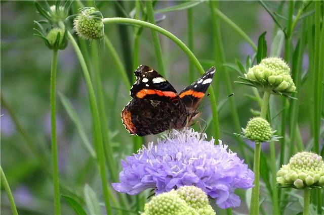 Mehr davon: Ob Knospe, Blüte oder Samenstand – Skabiosen können sich in jedem Stadium sehen lassen. Für Schmetterlinge sind die mit Nektar gefüllten Blüten besonders attraktiv. Foto: GMH/Bettina Banse