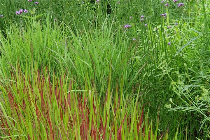 Mit Gräsern einen naturnahen Garten gestalten. Foto: elegrass