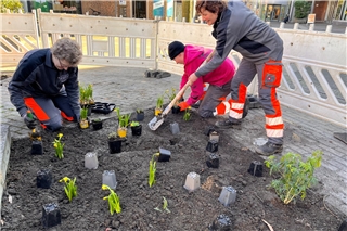 Neue Beete in der Borkener Innenstadt. Foto: hie