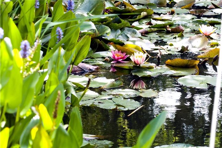 Pflanzen und Fische machen einen Teich zum Blickfang.