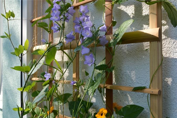 Rankgitter müssen besonders gut an Wänden befestigt werden, da Kletterpflanzen mit der Zeit zu Schwergewichten werden.