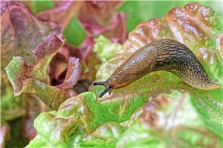 Schnecken können im Garten zur echten Plage werden.