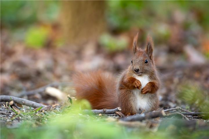 Schnell, geschickt und in vielen Gärten zuhause: Das Eichhörnchen ist bei der Gartentierwahl 2026 allen anderen Kandidaten davongelaufen. Foto: Ingolf König